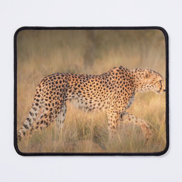 Item preview, Cheetah on the prawl at sunrise designed and sold by Mihaela Limberea.