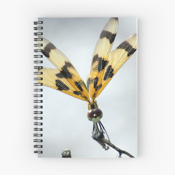 Item preview, Dragonfly Perched on a Twig designed and sold by MercerImages.