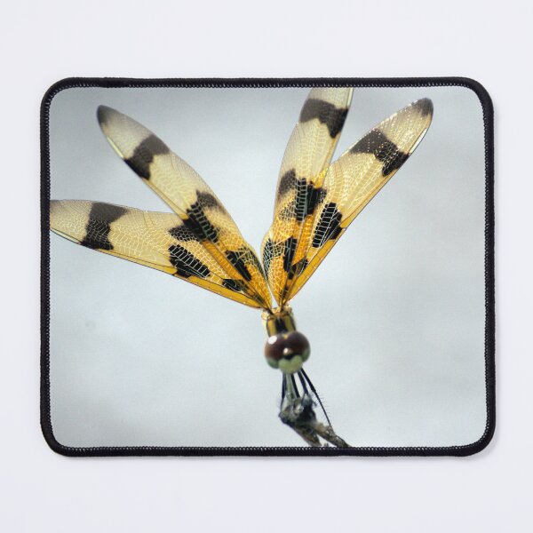Item preview, Dragonfly Perched on a Twig designed and sold by MercerImages.