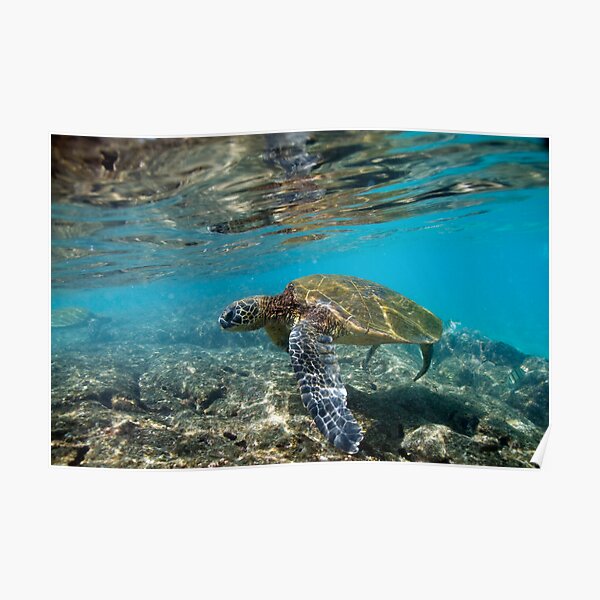 Turtle Poster