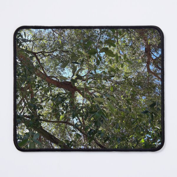 Item preview, Live oak trees Savannah Georgia designed and sold by maggiemuffin13.