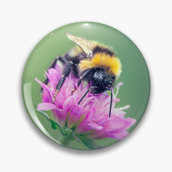 Item preview, Bumblebee perched on a Macedonian scabious flower designed and sold by Mihaela Limberea.