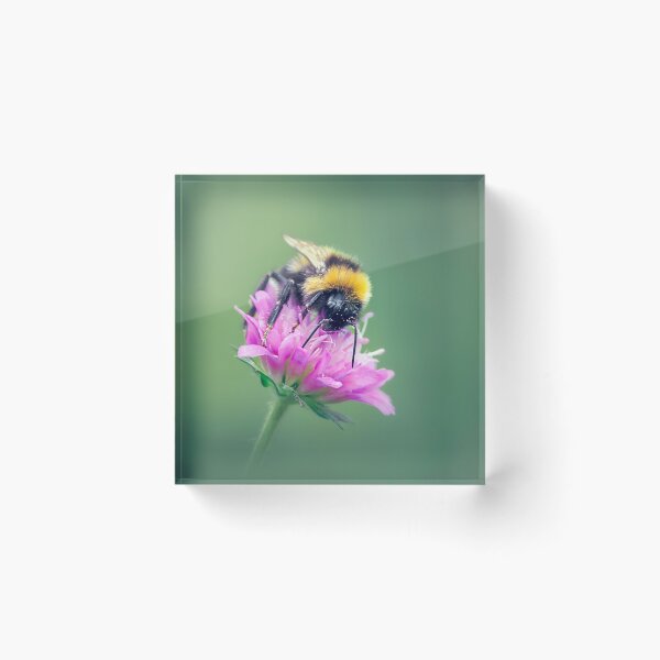 Item preview, Bumblebee perched on a Macedonian scabious flower designed and sold by Mihaela Limberea.