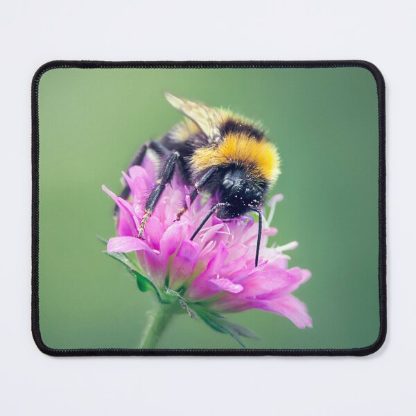 Item preview, Bumblebee perched on a Macedonian scabious flower designed and sold by Mihaela Limberea.