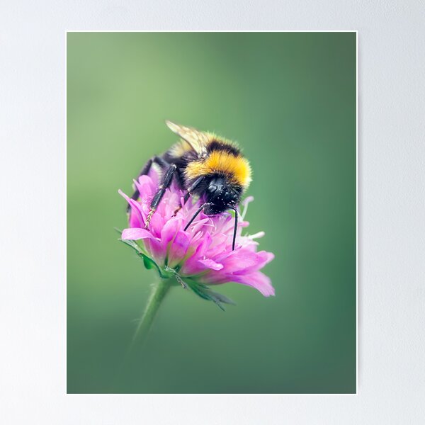 Item preview, Bumblebee perched on a Macedonian scabious flower designed and sold by Mihaela Limberea.