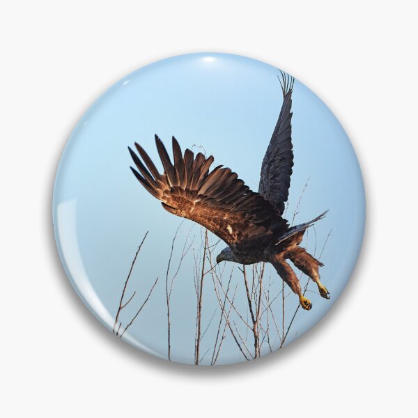 Item preview, White-tailed Eagle (Haliaeetus albicilla) designed and sold by Andreas Koerner.
