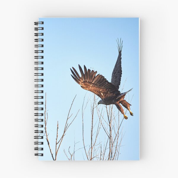 Item preview, White-tailed Eagle (Haliaeetus albicilla) designed and sold by Andreas Koerner.