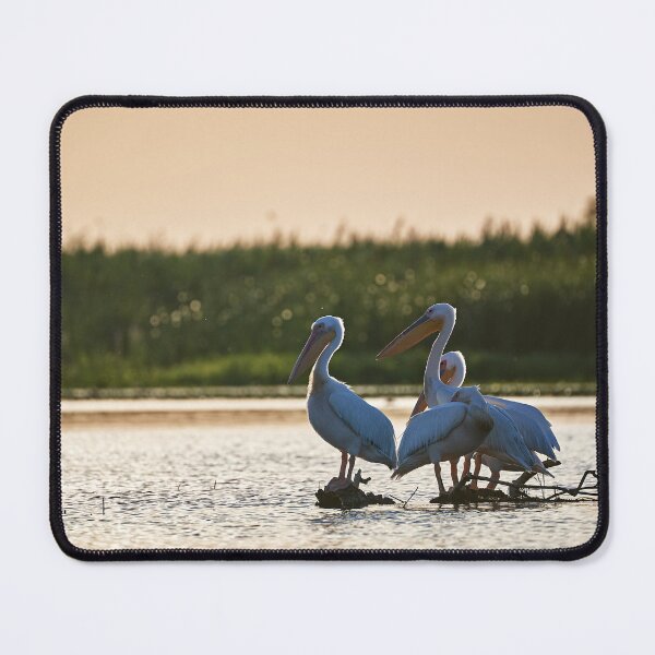 Item preview, Pink Pelican (Pelecanus onocrotalus) designed and sold by Andreas Koerner.