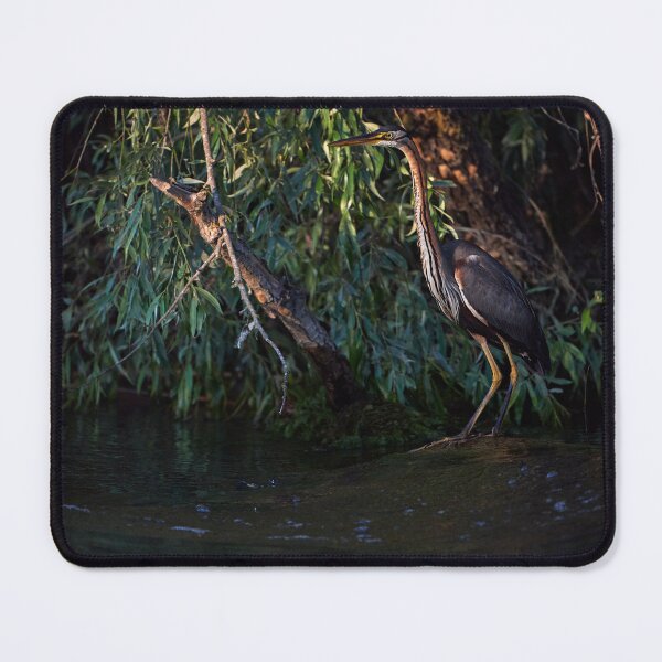 Item preview, Purple Heron (Ardea purpura) designed and sold by Andreas Koerner.