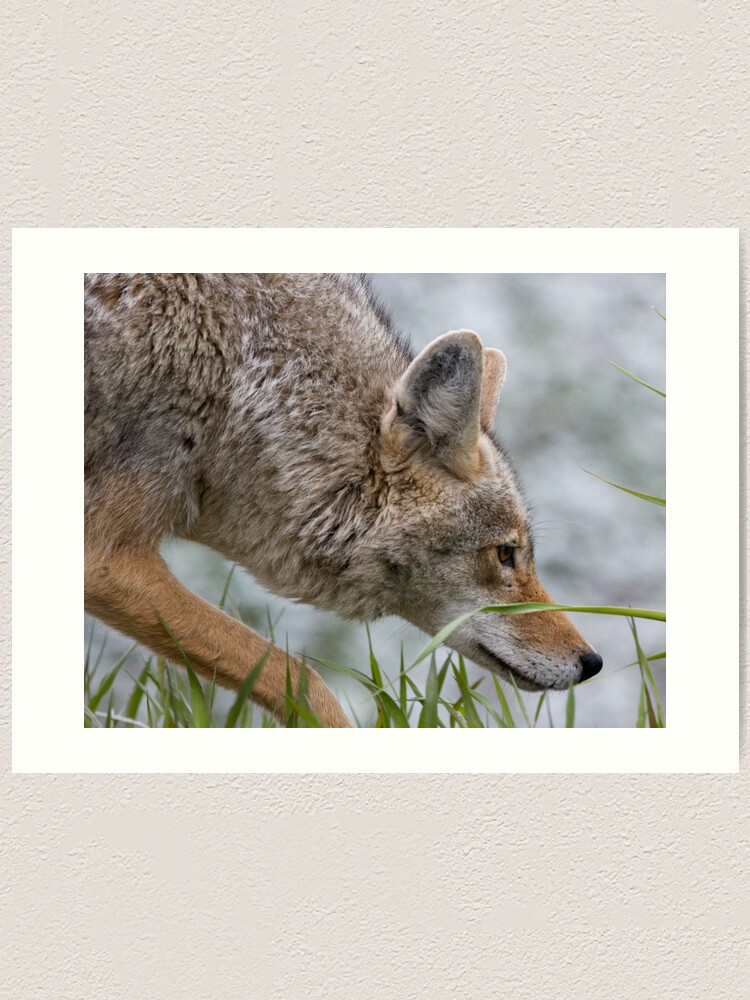 Alternate view of Hot On The Trail... Art Print