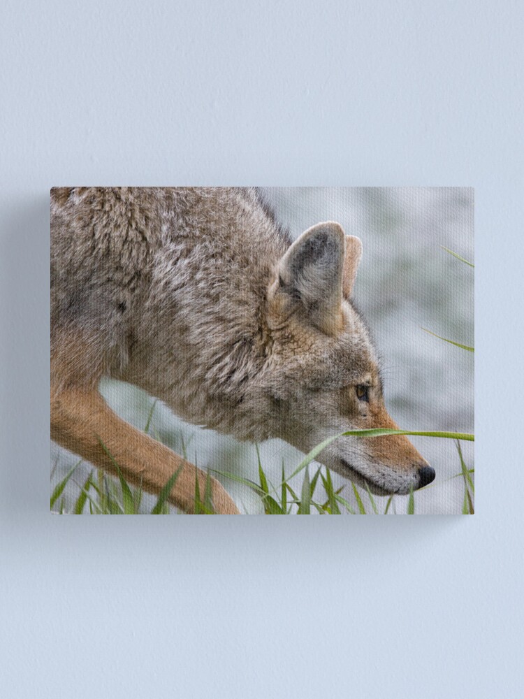 Alternate view of Hot On The Trail... Canvas Print
