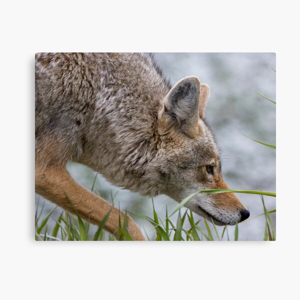 Hot On The Trail... Canvas Print