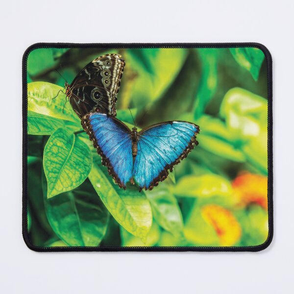 Item preview, The Blue Morpho Butterfly designed and sold by Kay Brewer.
