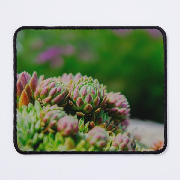 Item preview, Red-Tipped Succulent Rosettes in Vivid Velvia Colors designed and sold by Pix4Japan.