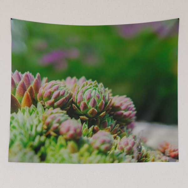 Item preview, Red-Tipped Succulent Rosettes in Vivid Velvia Colors designed and sold by Pix4Japan.