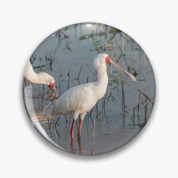 Item preview, Silence of the Marsh — African Spoonbill at First Light designed and sold by DavideAntoniani.