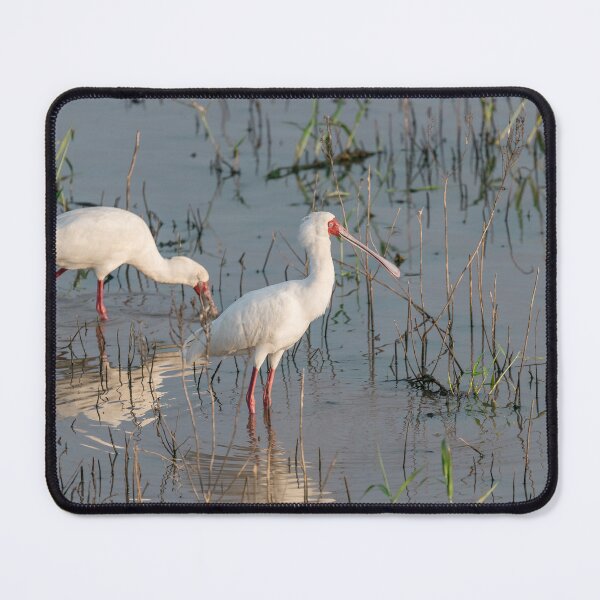 Item preview, Silence of the Marsh — African Spoonbill at First Light designed and sold by DavideAntoniani.