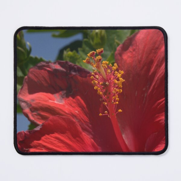 Item preview, Beautiful Red Hibiscus Closeup with Sunburnt Petals designed and sold by Petalgrain.