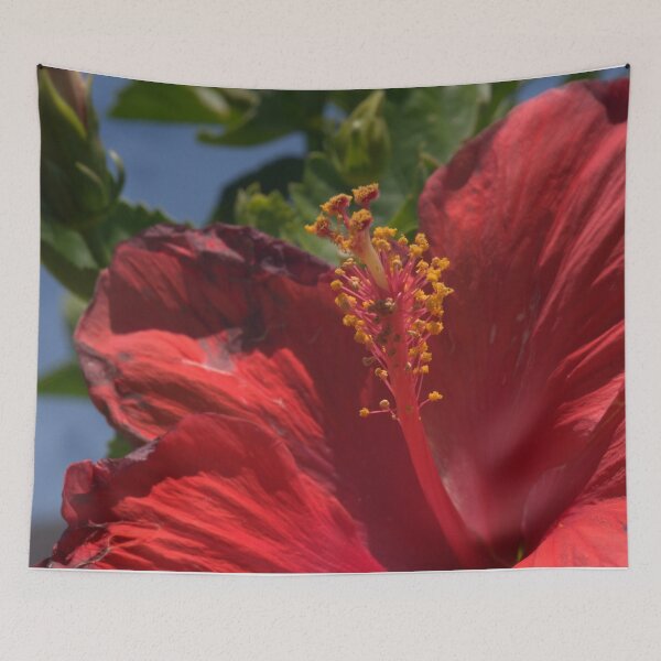 Item preview, Beautiful Red Hibiscus Closeup with Sunburnt Petals designed and sold by Petalgrain.