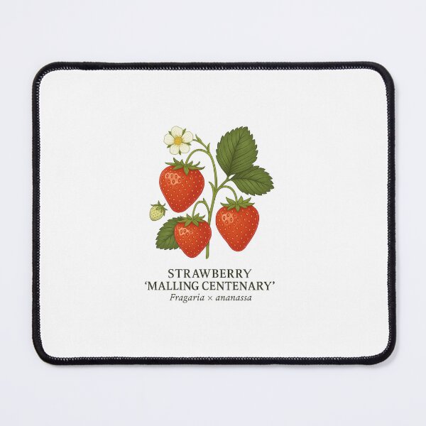 Item preview, Strawberry ‘Malling Centenary’ – Fragaria × ananassa designed and sold by BloomKind.