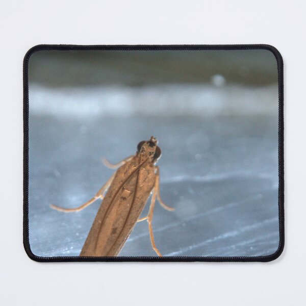 Item preview, Tan Micro‑Moth Resting on Metallic Surface Macro designed and sold by Petalgrain.