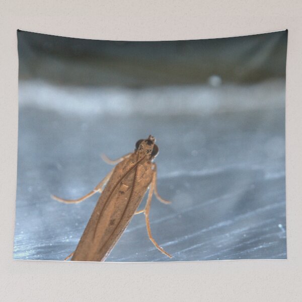 Item preview, Tan Micro‑Moth Resting on Metallic Surface Macro designed and sold by Petalgrain.