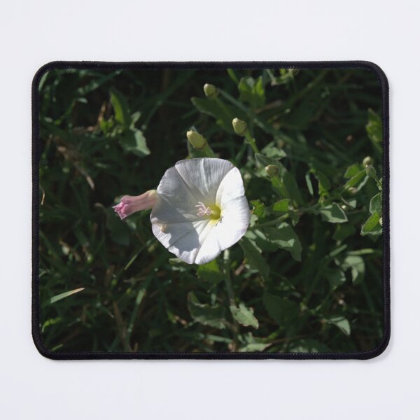 Item preview, Bindweed Bloom with Pink Bud and Arrow Leaves designed and sold by Petalgrain.