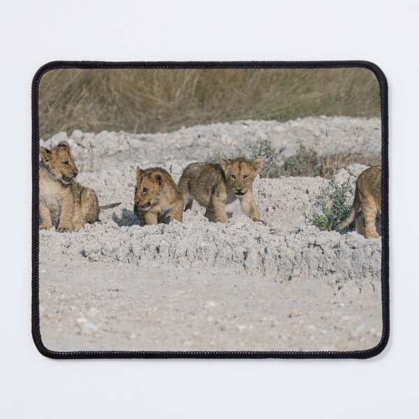 Item preview, Tiny Paws on White Dust — Four Lion Cubs Following Mom, Etosha (May 2025) designed and sold by DavideAntoniani.