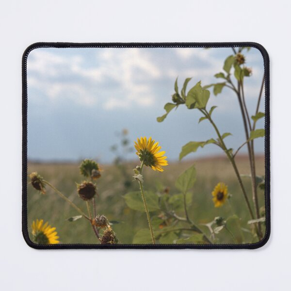 Item preview, Backlit Wild Sunflowers with Seed Heads Against Sky designed and sold by Petalgrain.