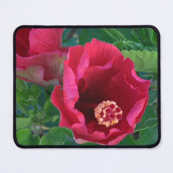 Item preview, Red Hibiscus Blooming on a Cool Summer Morning designed and sold by Petalgrain.