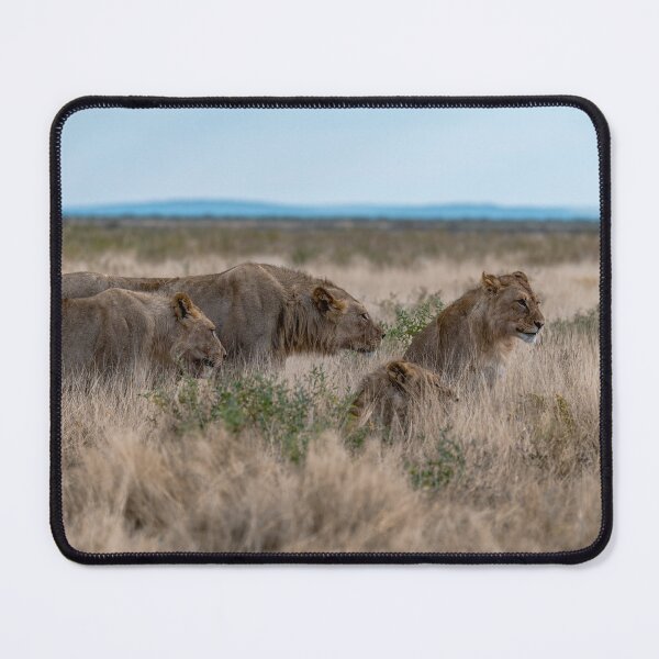 Item preview, Teen Patrol at Gemsbokvlakte — Subadult Lions in the Grass (Etosha, Namibia) designed and sold by DavideAntoniani.