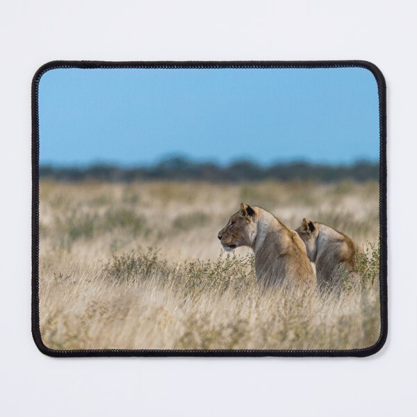 Item preview, Hold Your Nerve — Young Lions Fix on the Matriarch, Etosha designed and sold by DavideAntoniani.