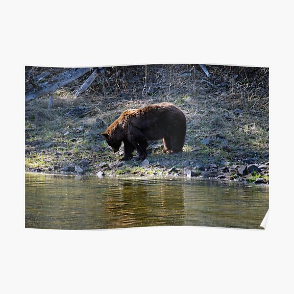 "Cinnamon" Black Bear - Reflection Poster