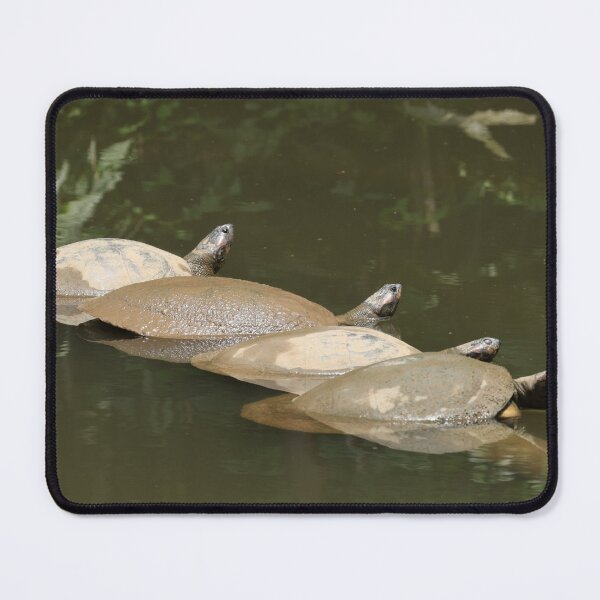 Item preview, Four turtles sunbathing in the river designed and sold by Clauzierra.