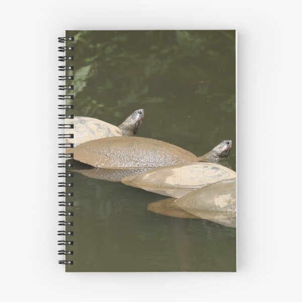 Item preview, Four turtles sunbathing in the river designed and sold by Clauzierra.
