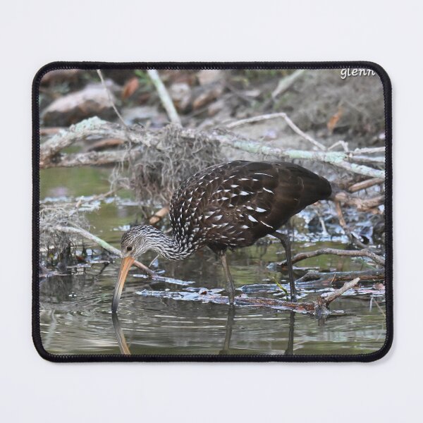 Item preview, Limpkin foraging designed and sold by Glennphotos.