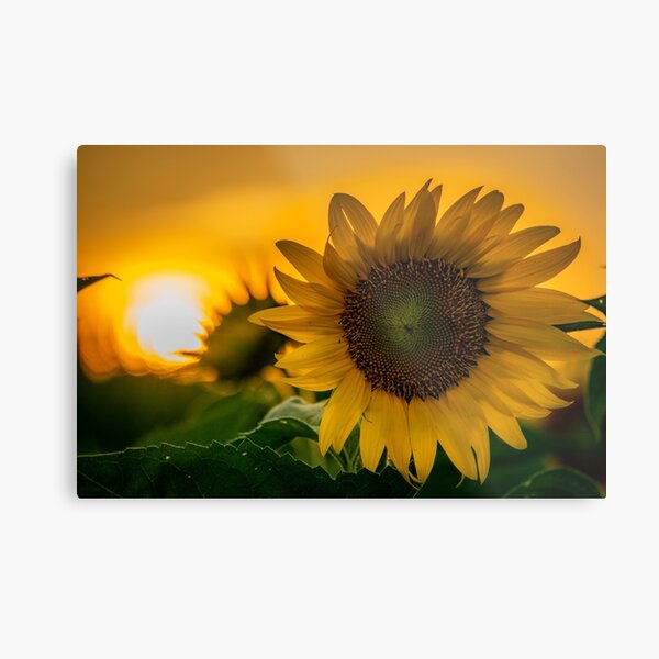 Sunflower Sunset Metal Print