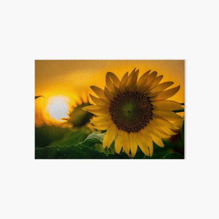 Sunflower Sunset Art Board Print