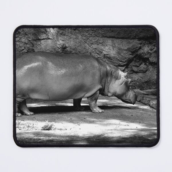 Item preview, Solitary Hippopotamus in Enclosure designed and sold by MercerImages.