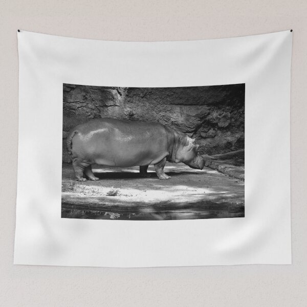 Item preview, Solitary Hippopotamus in Enclosure designed and sold by MercerImages.