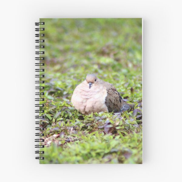 Item preview, Mourning Dove Stare designed and sold by Cynthia48.