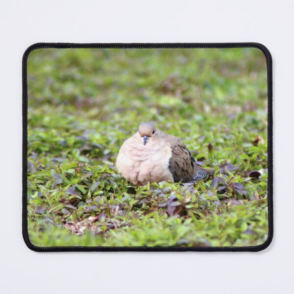 Item preview, Mourning Dove Stare designed and sold by Cynthia48.