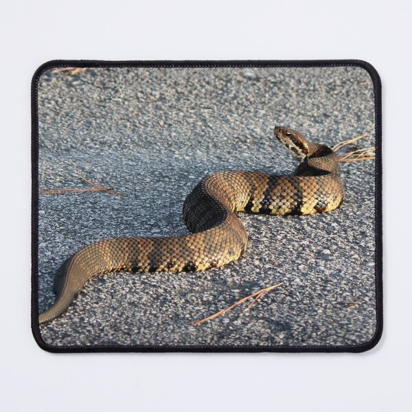 Item preview, Cottonmouth Full Body designed and sold by Cynthia48.