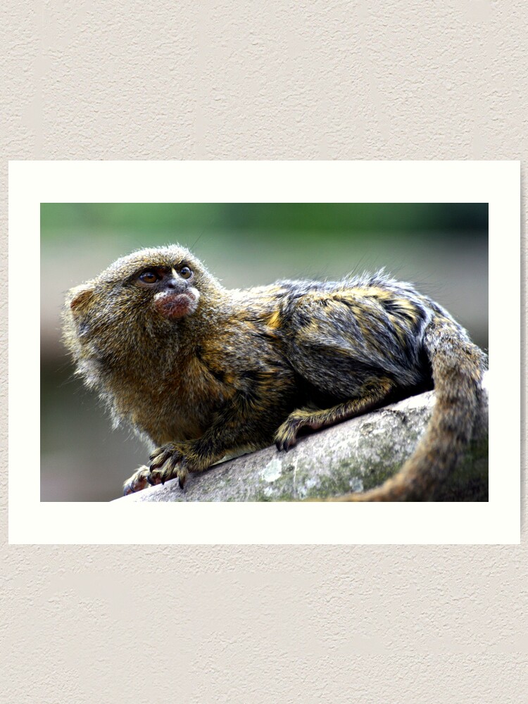 Alternate view of Pygmy Marmoset Art Print