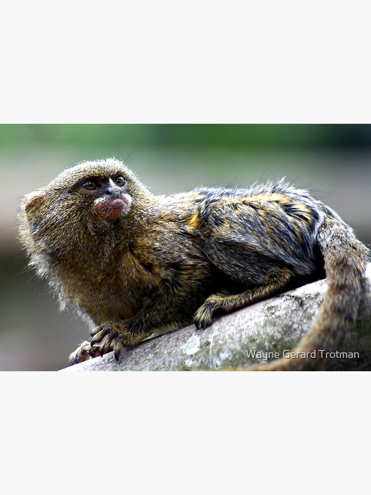 Pygmy Marmoset by redmoondragon