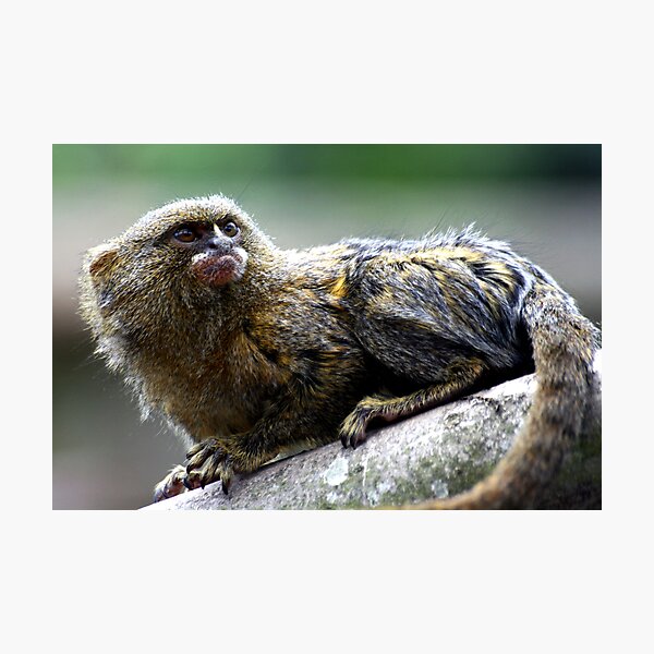 Pygmy Marmoset Photographic Print