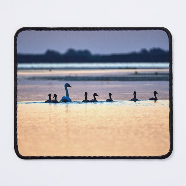 Item preview, Mute swan family before sunrise designed and sold by Andreas Koerner.