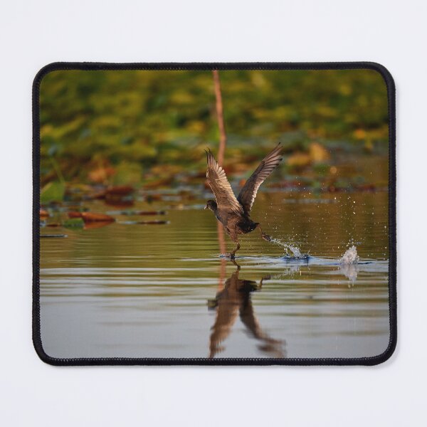 Item preview, Take Off Moor Duck (Aythanyroca) designed and sold by Andreas Koerner.