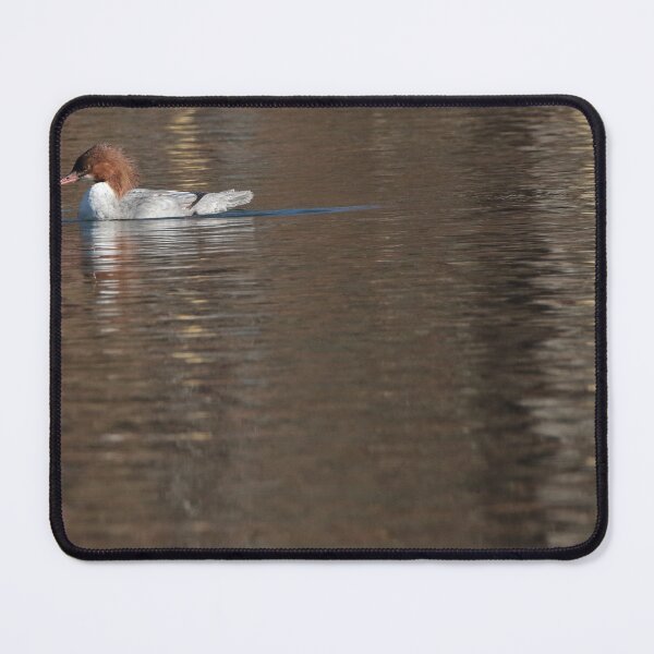 Item preview, Feral Muscovy duck on Calm Water designed and sold by Mike Cicero.