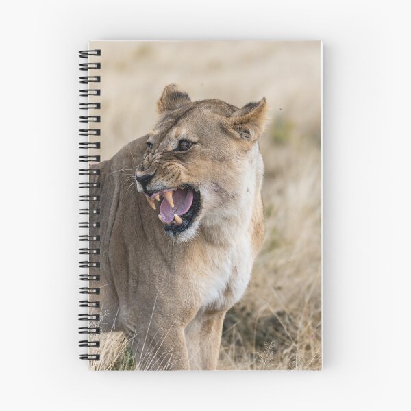 Item preview, Do Not Come Closer — The Lioness’ Second Warning (Etosha, Namibia) designed and sold by DavideAntoniani.